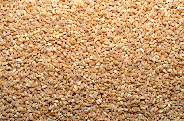 Semillas de grano de trigo Fotos de stock