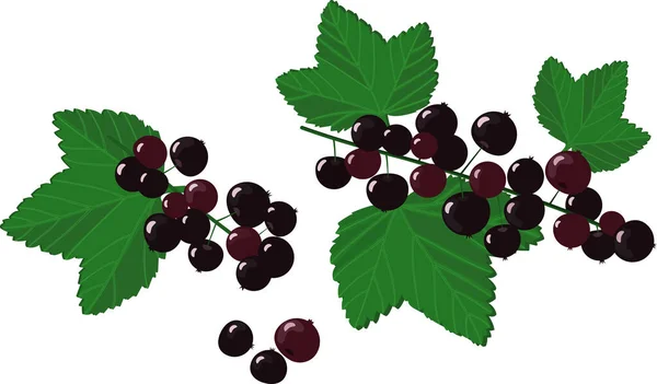 Vector Cartoon Blackcurrants Leaves White Background — Stock Vector