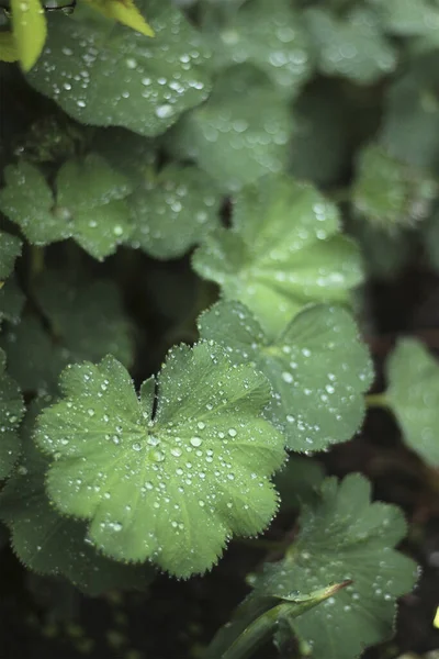 Yağmurdan Sonra Yeşil Oyulmuş Yaprak — Stok fotoğraf