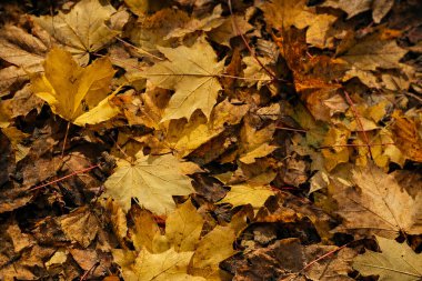 Sıcak sonbahar yaprakları arka planda