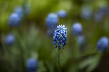 Yeşilliğe gömülmüş leylak bahçesi çiçeği.