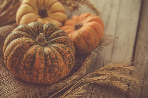 Thanksgiving decorations on rustic background — Stock Photo, Image