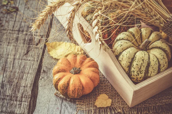 Thanksgiving decorations on rustic background — Stock Photo, Image