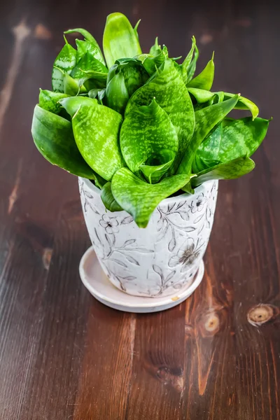 House Plant - Variegated Snake Plant — Stock Photo, Image