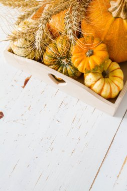 Kabakları yelpazesi buğday