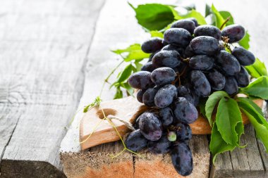 taze üzüm yaprağı