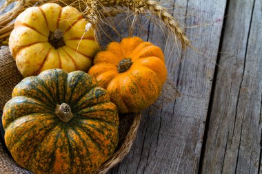 Kabakları yelpazesi buğday