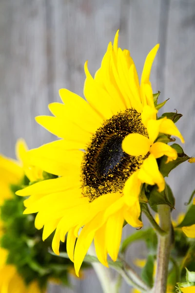 Schöne gelbe Sonnenblumen — Stockfoto