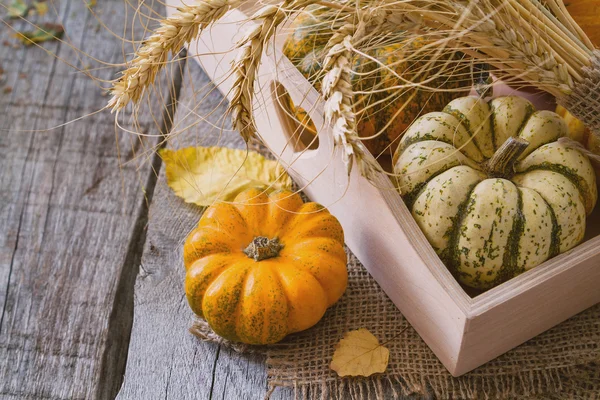 Sélection de citrouilles, blé, bois rustique — Photo