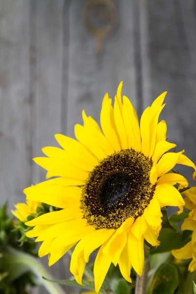 Frumoase flori de soare galbene — Fotografie, imagine de stoc