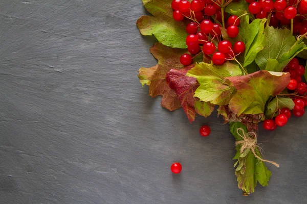 Bagas vermelhas de guelder — Fotografia de Stock