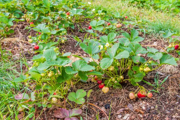 sweet raspberry plants