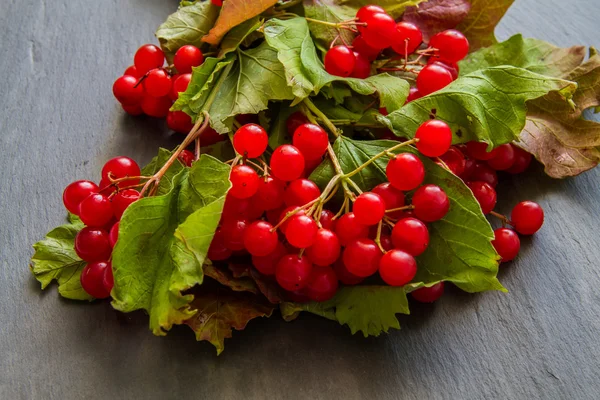 Bayas de guelder rojo — Foto de Stock