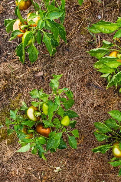 Tomat merah dan hijau — Stok Foto