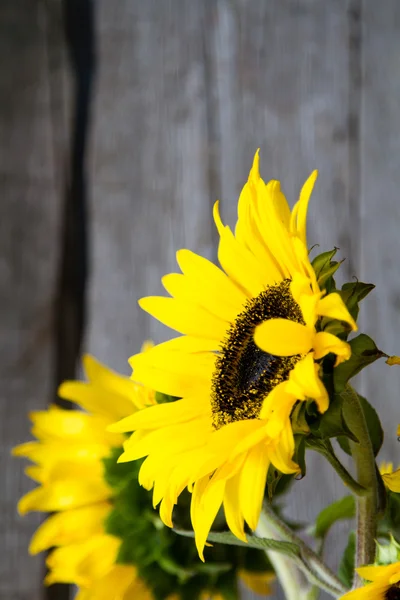 Schöne gelbe Sonnenblumen — Stockfoto