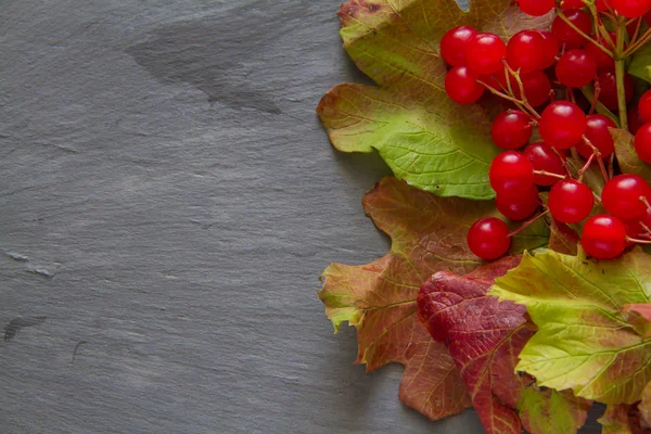 Bayas de guelder rojo — Foto de Stock