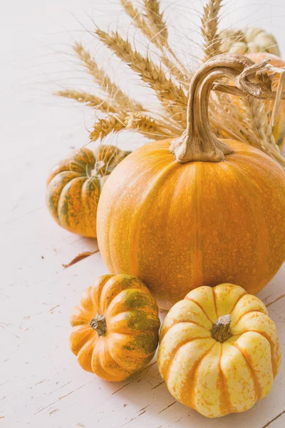 Selection of pumpkins, wheat — Stock Photo, Image