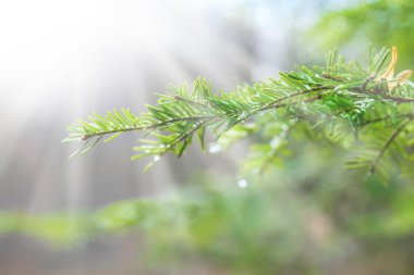 Su damlaları ve örümcek ağı ile güzel çam dalı