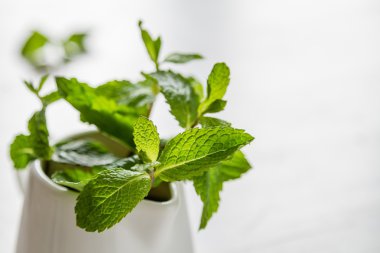 Beyaz kavanozun içinde nane yaprakları