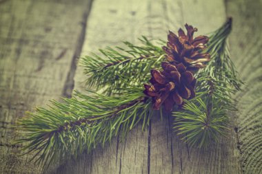 çam kozalakları ve şube