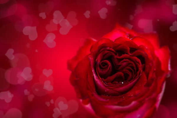 Rosa roja en forma de corazón — Foto de Stock