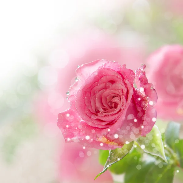 Gyönyörű rózsaszín rózsa vízcseppekkel — Stock Fotó