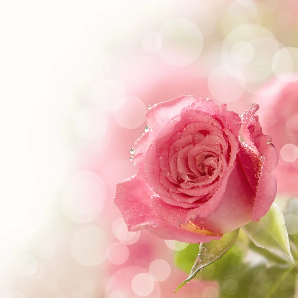 Schöne rosa Rose mit Wassertropfen — Stockfoto