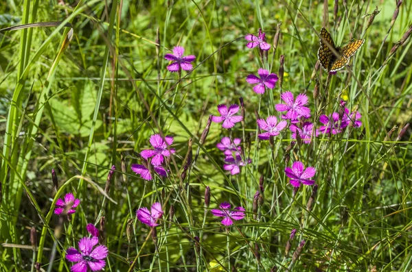 bir orman glade karanfil