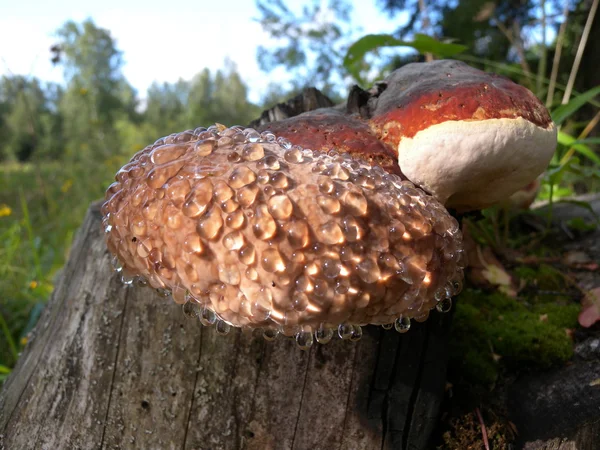 kütük üzerinde mantar