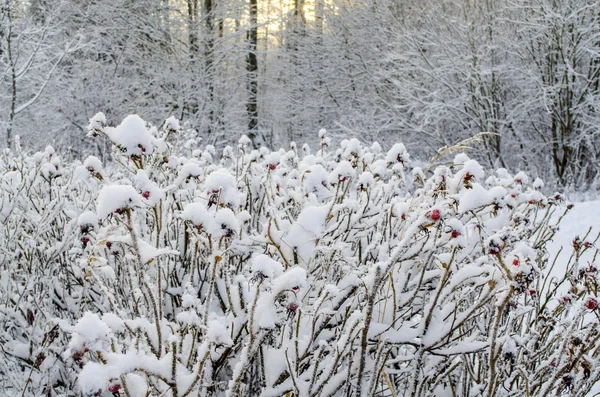 Kışın Dogrose çilek