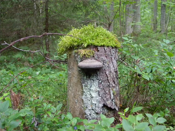 Yosun kaplı ormanda güdük