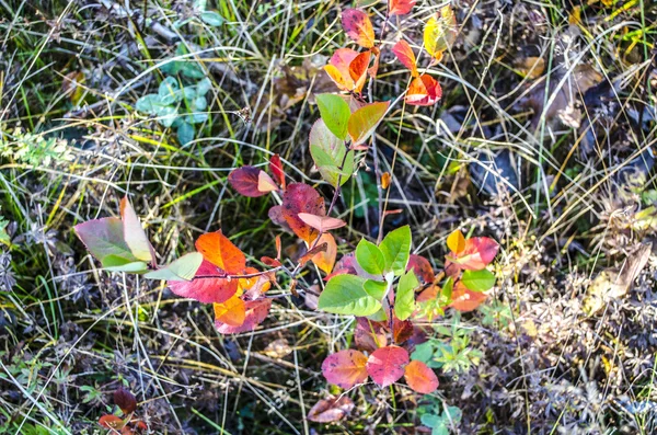 Çim renkli yaprakları