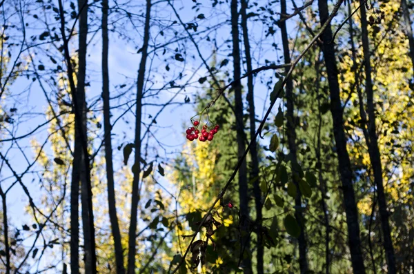 Sonbahar Orman, çilek Merkezi