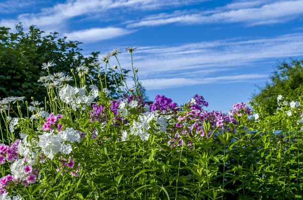 çiçek mavi sabah gökyüzü bulutlu