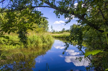Küçük orman akarsu kıyısında, mavi gökyüzü bulutlu suya yansıyan.