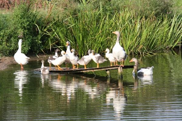 Kazlar Köyü gölet
