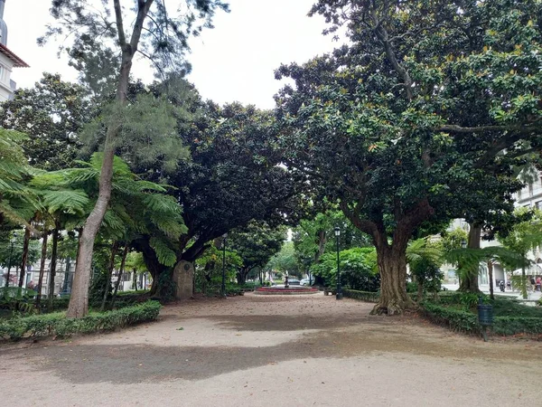 Lonely Mall Walk Trees — ストック写真