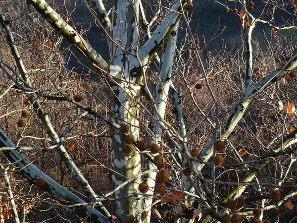 Platanus Hispanica fa — Stock Fotó