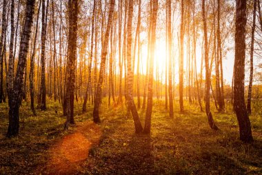 Sonbahar huş ağacında gün batımı, altın yapraklar ve güneş ışınlarıyla güneşli bir sonbahar akşamında ağaçları kesiyor.. 