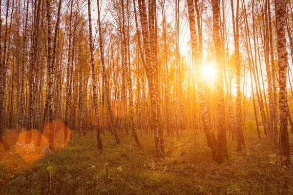 Sonnenuntergang Einem Herbstlichen Birkenhain Mit Goldenen Blättern Und Sonnenstrahlen Die — Stockfoto