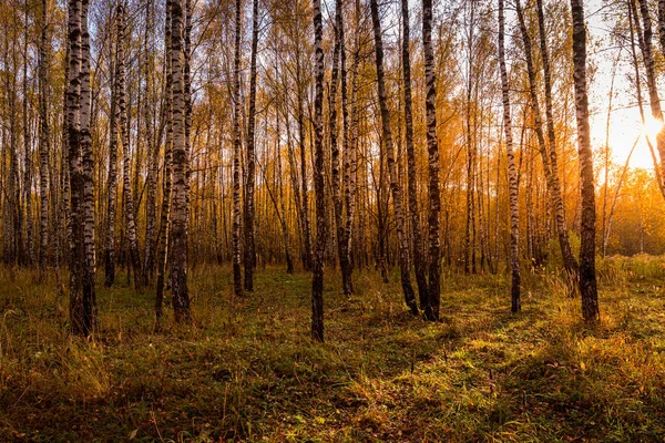 Zonsondergang Een Herfst Berkenbos Met Gouden Bladeren Zonnestralen Snijden Door — Stockfoto