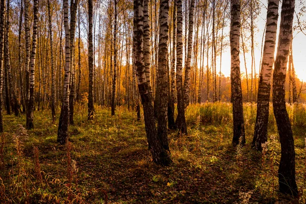 Ηλιοβασίλεμα Ένα Φθινόπωρο Άλσος Σημύδας Χρυσά Φύλλα Και Ηλιαχτίδες Κοπή — Φωτογραφία Αρχείου