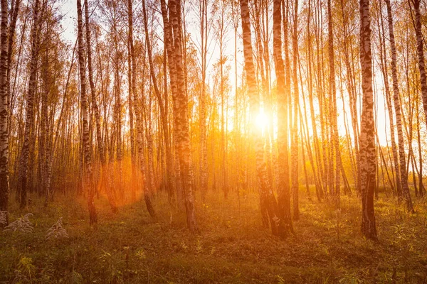 Zonsondergang Een Herfst Berkenbos Met Gouden Bladeren Zonnestralen Snijden Door — Stockfoto