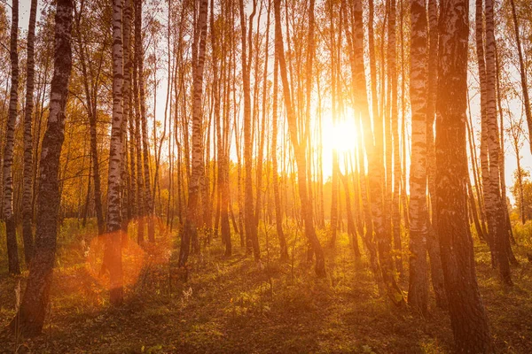 Sonnenuntergang Einem Herbstlichen Birkenhain Mit Goldenen Blättern Und Sonnenstrahlen Die — Stockfoto