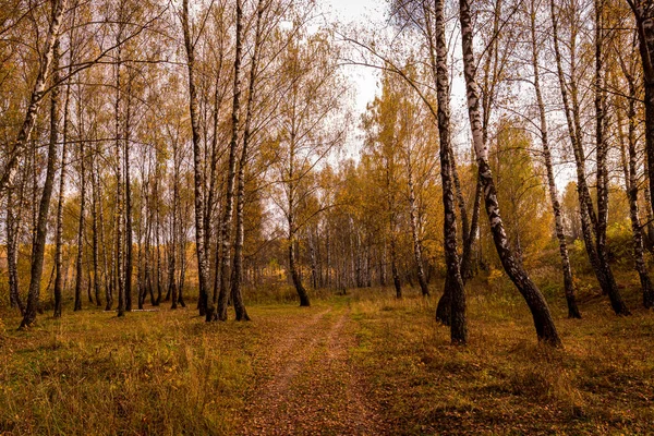 Autumn birch grove with golden leaves and footpath on a cloudy day during leaf fall.