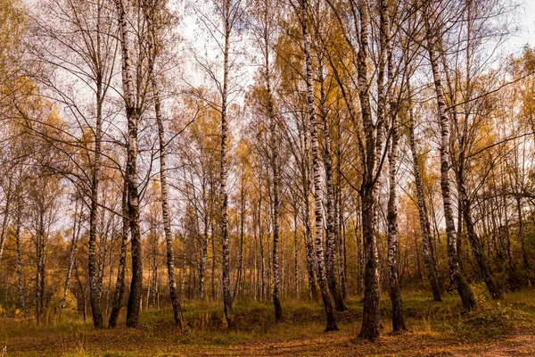 Осенняя Березовая Роща Золотыми Листьями Облачный День Время Листопада — стоковое фото