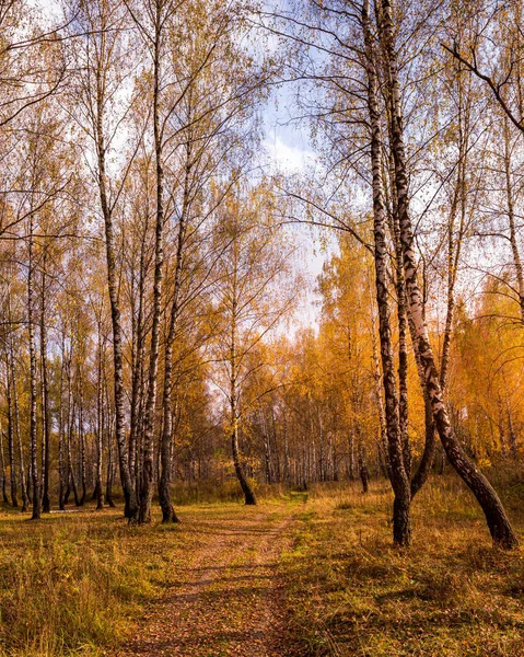 Naplemente Egy Őszi Nyírfa Ligetben Arany Levelekkel Gyalogúttal Napsugarakkal Melyek — Stock Fotó