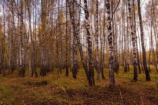 Autumn birch grove with golden leaves on a cloudy day during leaf fall.