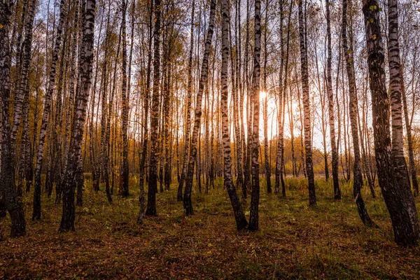 Tramonto Boschetto Betulle Autunnale Con Foglie Dorate Raggi Sole Che — Foto Stock