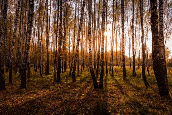 Naplemente Egy Őszi Nyírfa Ligetben Arany Levelek Napsugarak Vágják Fákat — Stock Fotó